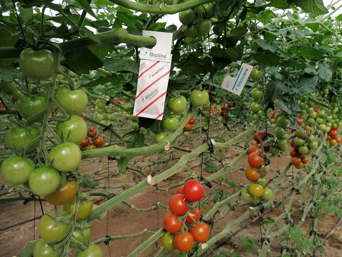BiolineAgScNA's tweet photo. 🤔👉The right combination of #biocontrol products can help you prevent #pests. 👊 #Anderline #andersoni prevents and controls #spidermites and #russetmites. #1Top #Tricholine #trichogrammabrassicae which is #multiwaverelease technology prevents #lepidoptera in your #crop. 🍅 https://t.co/vztoOKzG48