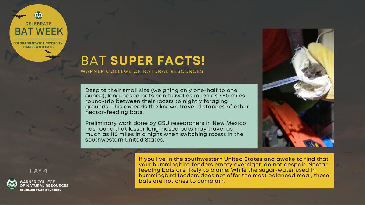  #Bat super facts with the Stoner Lab at CSU Long-nosed bats can travel as much as ~60 miles round-trip between their roosts to nightly foraging grounds. This exceeds the known travel distances of other nectar-feeding bats!  #CSUhangswithbats  #BatWeek2020