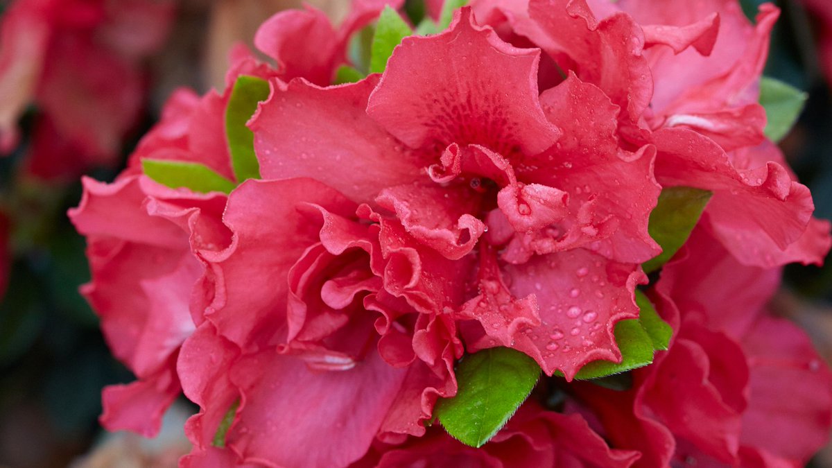 DejaBloomAzalea's tweet photo. Fall is the perfect time to plant Déjà Bloom® Azaleas. With their three seasons of blooms--heavy in fall and spring, a bit lighter in summer--you can enjoy the gorgeous flowers right away when you plant now! Take a look at this video for tips on planting: https://t.co/cOfirTiQsM https://t.co/pSfF7KztPs