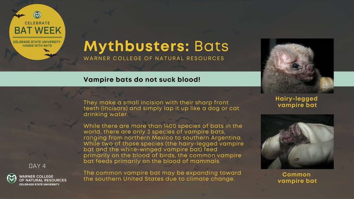  #Bat  #myths busted by the Stoner Lab at CSU:  #Vampire bats do not suck blood!  Learn more   #CSUhangswithbats  #BatWeek2020