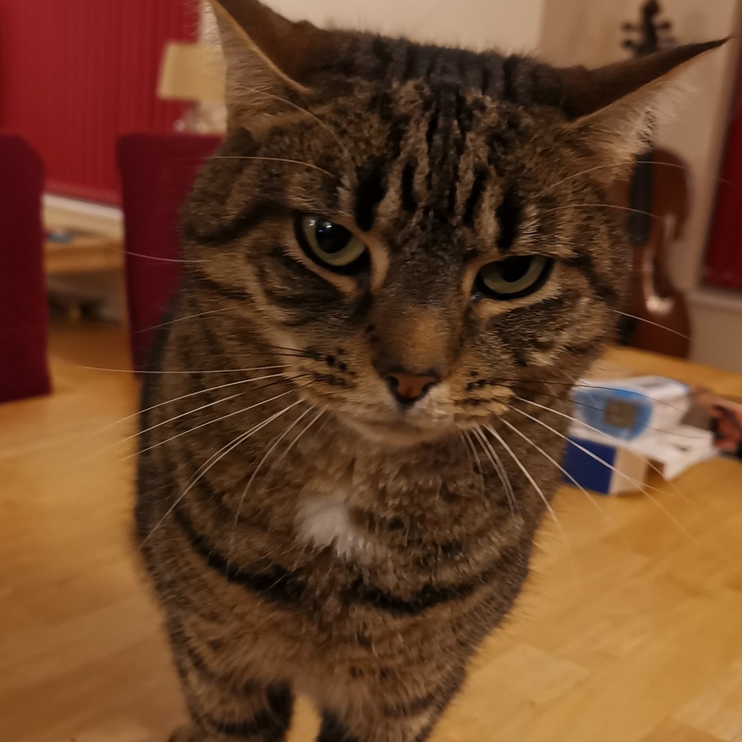 Today is National Cat Day!  

It is the purrfect day to give extra attention to your feline friends.
Here is a pic of my furbaby, Molly - have you got a cat pic to share?

#newburykids #cat #furbaby #lovemypet #nationalcatday #morethanjustatheatreschool