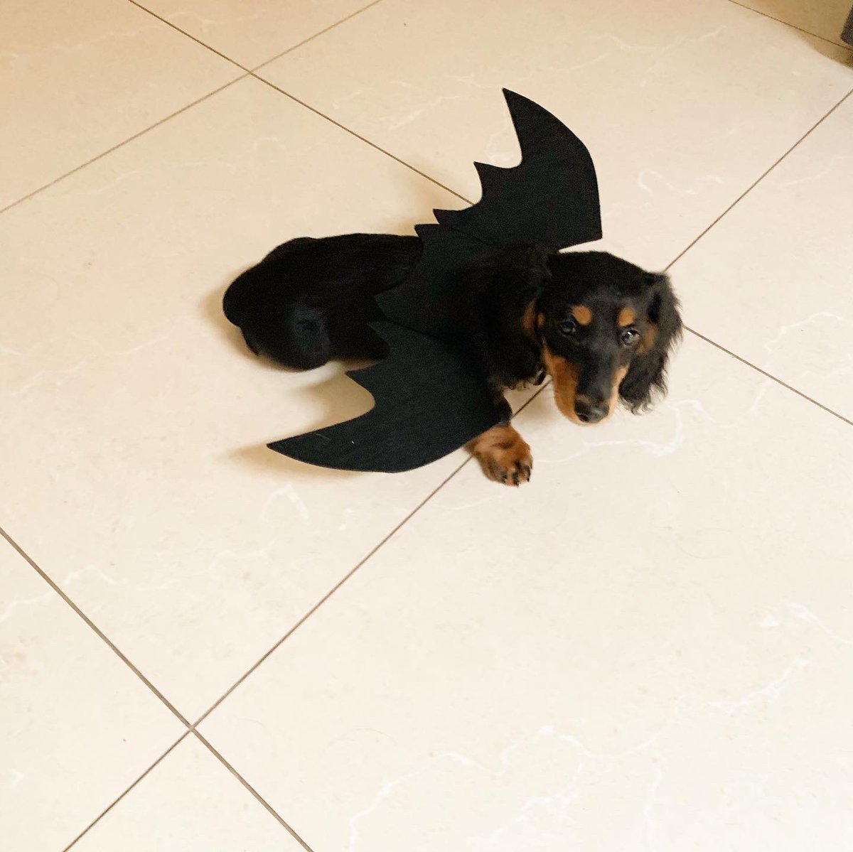 Keep an eye out for bat dog 👀