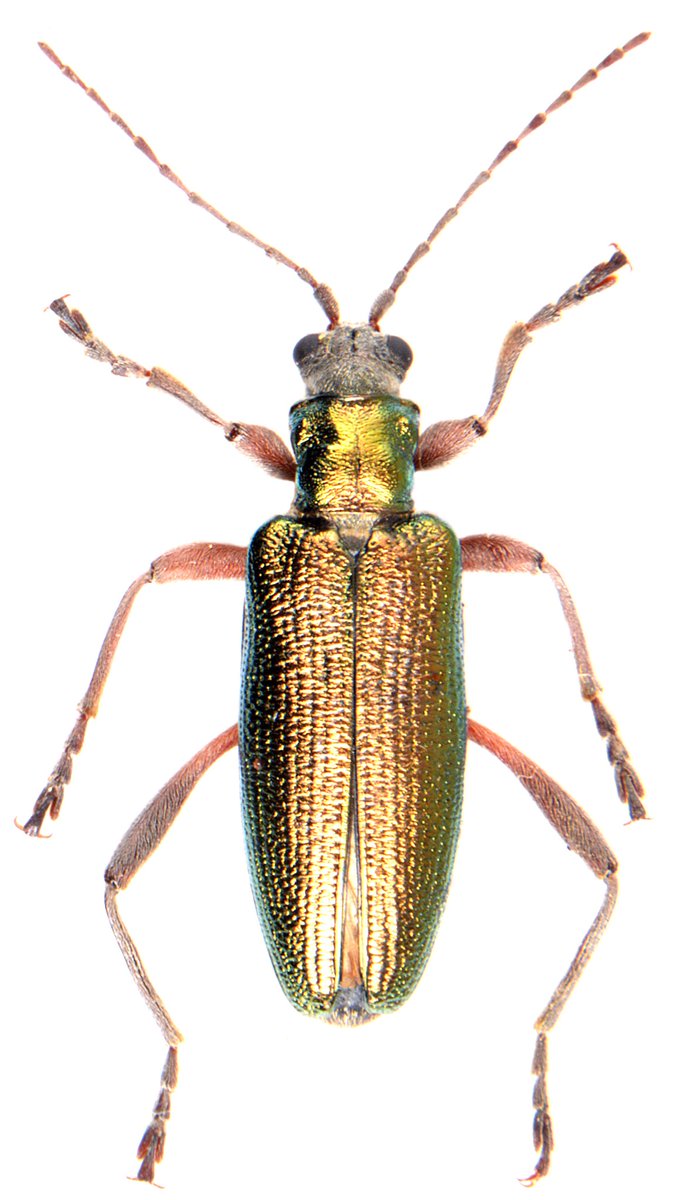IslaButton's tweet photo. The common reed beetle lives in English wetlands &amp; has beautiful metallic stripes of colour. Their larvae develop entirely underwater attached to the roots of aquatic plants - wow! #buglove 💚 https://t.co/WKhHMg68Rv