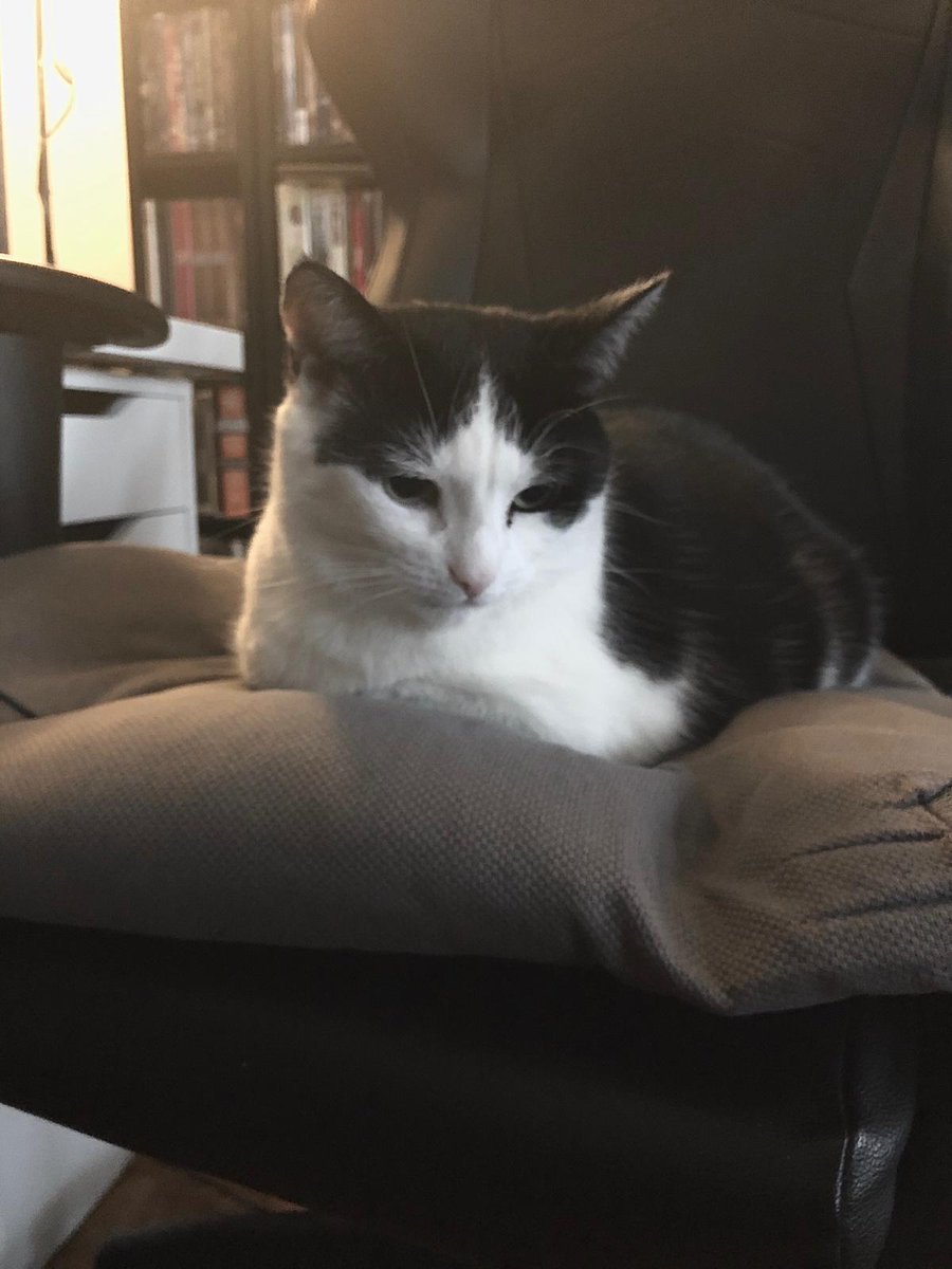 #ooc #NationalCatDay