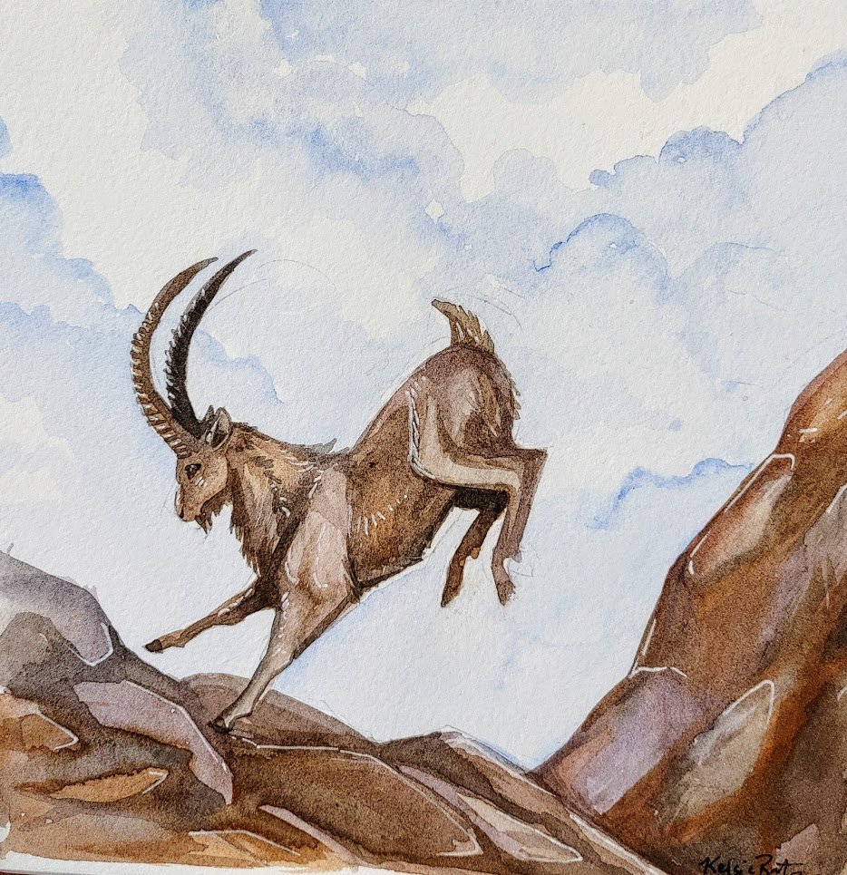 Wild October 29: Acrobats

For your consideration, a leaping ibex.

#wildoctober2020 #wildoctoberart #wildlifepainting