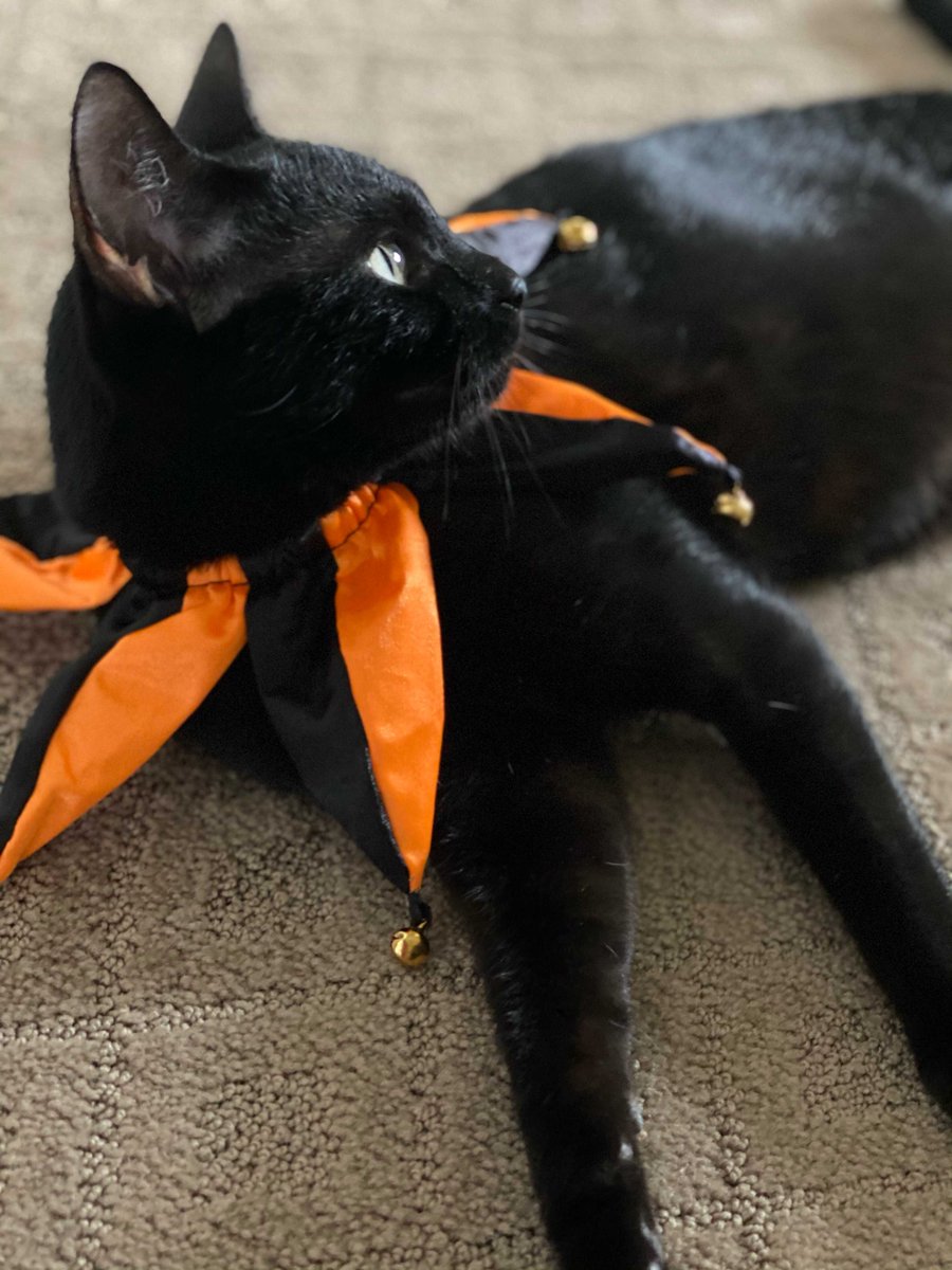 "Luna loves seafood, so she’s a crab for Halloween! She’s also a bit of a goofball, so she’s got a spooky jester’s collar too  Only 9 months old, but her Zoomies are a sight to behold. We call her the Black Blur sometimes. She 'helps' out the Digital Marketing Team!"