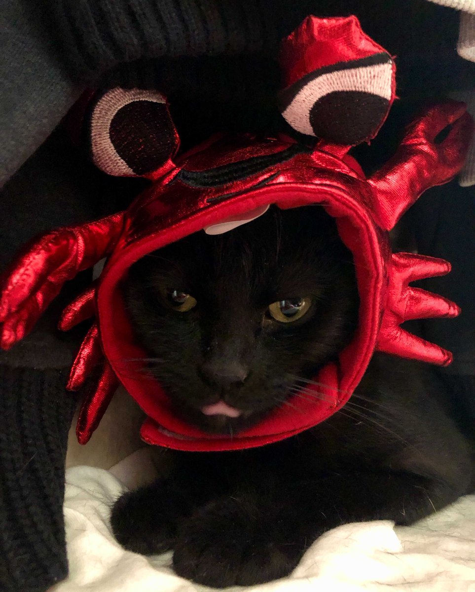 "Luna loves seafood, so she’s a crab for Halloween! She’s also a bit of a goofball, so she’s got a spooky jester’s collar too  Only 9 months old, but her Zoomies are a sight to behold. We call her the Black Blur sometimes. She 'helps' out the Digital Marketing Team!"