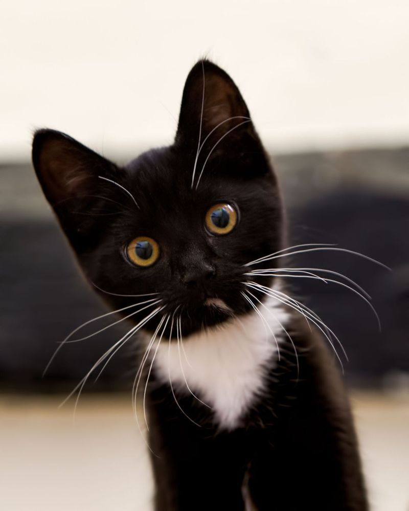 rainbowpridewv's tweet photo. Today is National Cat Day! Show us your feline friends!

#wvpridenews #iampridewv #wearepridewv #nationalcatday https://t.co/TyFaHRJcYR