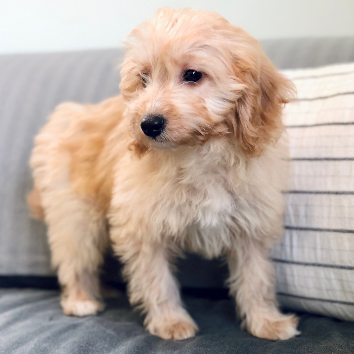 Another paw of approval for our sofa from little Albie! Our consulting rooms were designed to be a familiar and friendly environment for our patients. Our team have also undergone additional Fear Free® training to minimise the stress of veterinary visits for you and your pets.