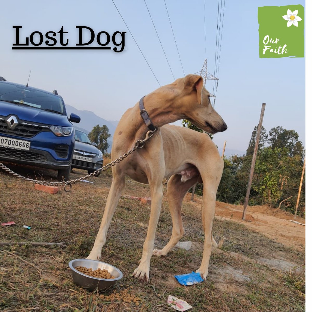 OurFaith7's tweet photo. LOST DOG FOUND IN DHAULAS
If you have any information about him or his human, please reach out to us.
#ourfaith #lostdog #lost #dogsoftwitter #abandonoanimal #adoptables #AnimalWelfare #dogs #Greyhound #dehradun #resue #uttarakahand #RetweeetPlease #RETWEEET https://t.co/BY6UjNYeIv