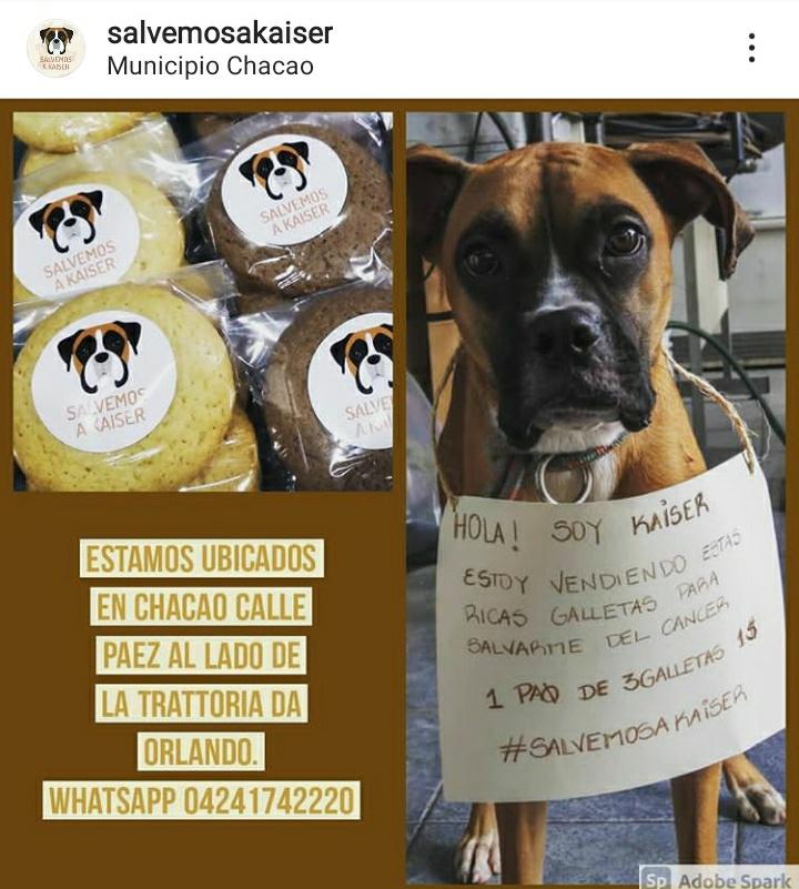 GabytaSuniaga's tweet photo. Los que hemos tenido a un perrito en el hogar sabemos lo fundamental que son en nuestras vidas.
Ayer me topé con una muchacha de Caracas que está vendiendo galleticas para salvarle la vida a su perro. Por favor, si quieres ayudar búscala en redes como salvemosaKaiser https://t.co/h4uruIWh28