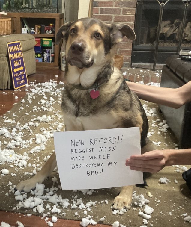 New Record!! Biggest mess made while destroying my bed! #Mixedbreed #dogshaming dogshaming.com/2020/10/punish…