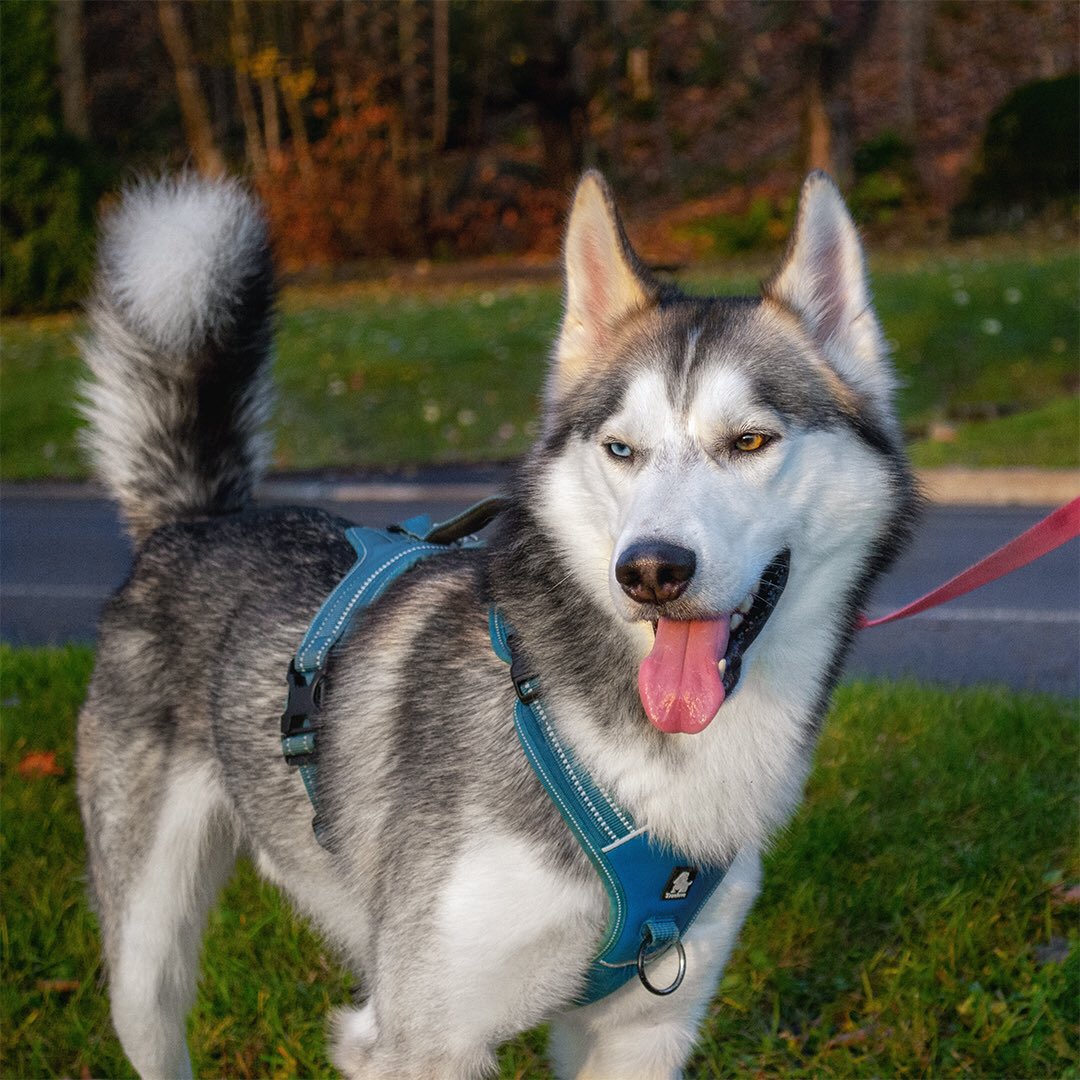 Happy boy on a walk 🐺❤️ #husky #handsome #autumncolour