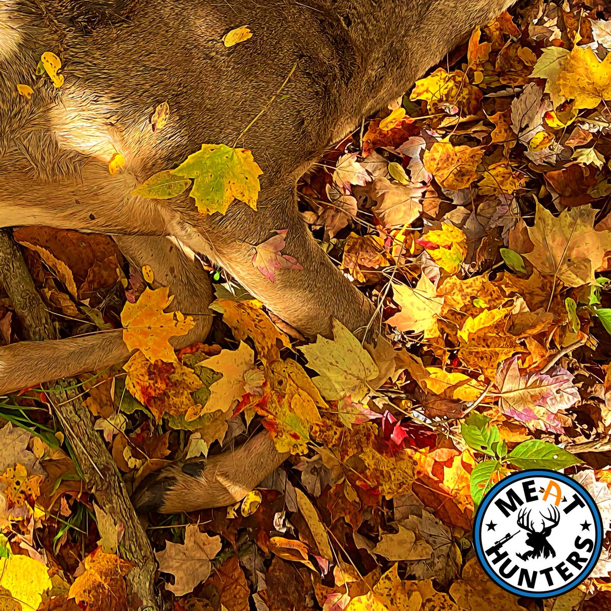 MeatHunters's tweet image. No Podcast Tonight!
Due to @Flinter_ sadly being sick tonight's Podcast is postponed. However.... Tomorrow's video features this nice deer 😉3 weeks, 4 deer down, Flinters season is on fire! Video drops tomorrow at 3pmEST/9pmCET! 
Join the Hunting Team 👉 youtube.com/meathunters