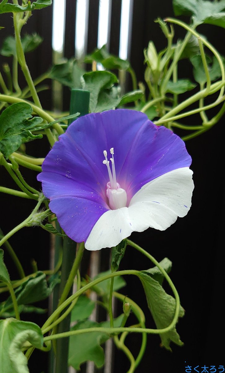 雀斑 Twitter Search