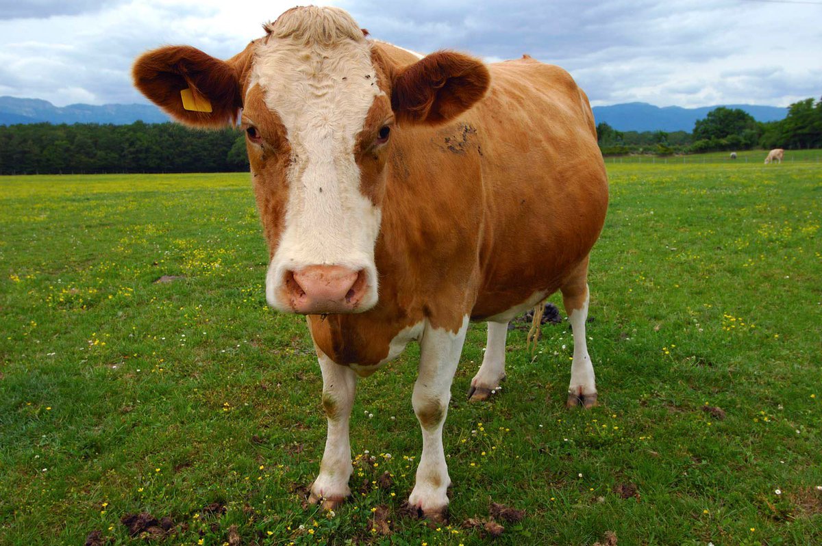 YIELDnorfolk's tweet photo. Our next @YIELDnorfolk virtual event is on Weds 25 Nov @ 7:30 when @Bovidiva Dr Jude Capper of https://t.co/QPzCaf1sH5 will be joining us to discuss the myths and the facts of #sustainable #livestock #farming Please email yield@rnaa.org.uk  to book your place. https://t.co/d4bDUKinmN