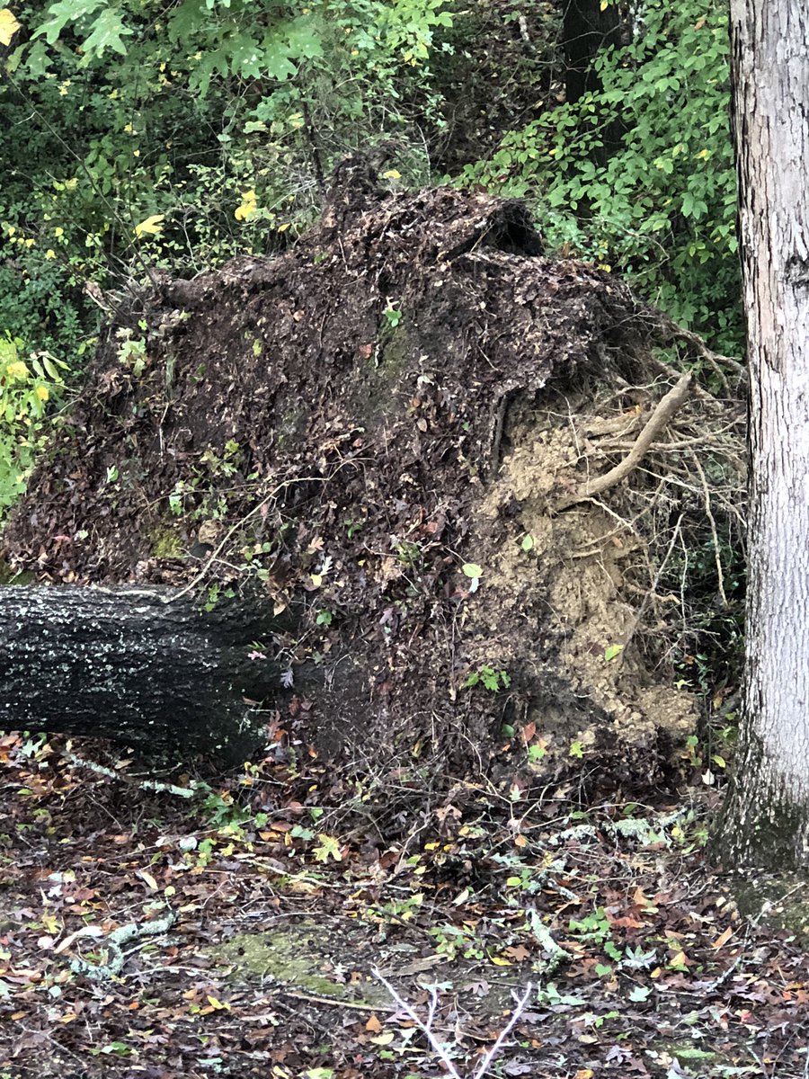 PamRountree's tweet photo. On a good note, hurricane Zita gave me some great destructive forces examples for science I can share with Ss! 🤷♀️ @cobbscience #destructiveforce #hurricaneZita https://t.co/jeYm5dDY8E