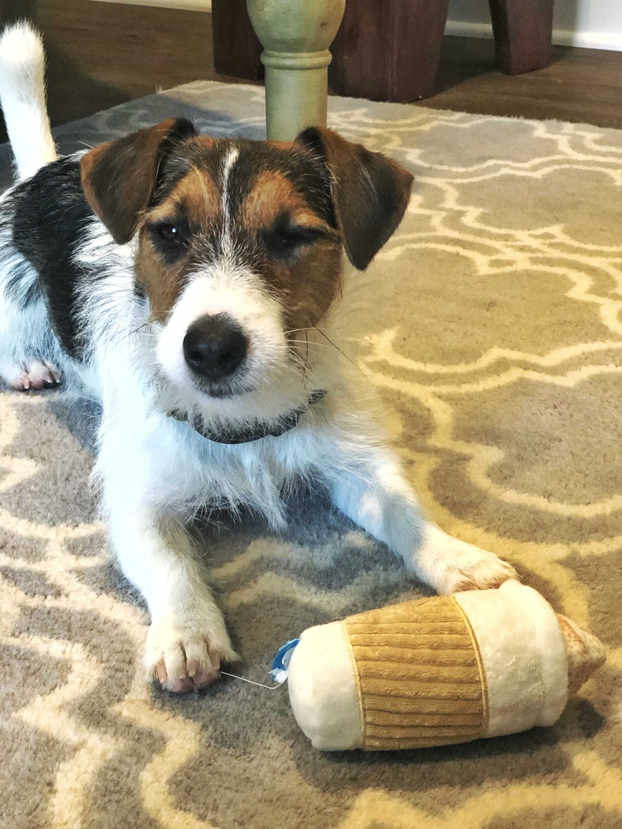wheelsupnow's tweet photo. #WheelsUpMarketing dogs run on puppachinos. 😉

#WheelsUpCollective #strategicmarketing #marketingexperts #officedogs #marketingdogs #morningcoffee #puppachino https://t.co/q0SbAUgcU9