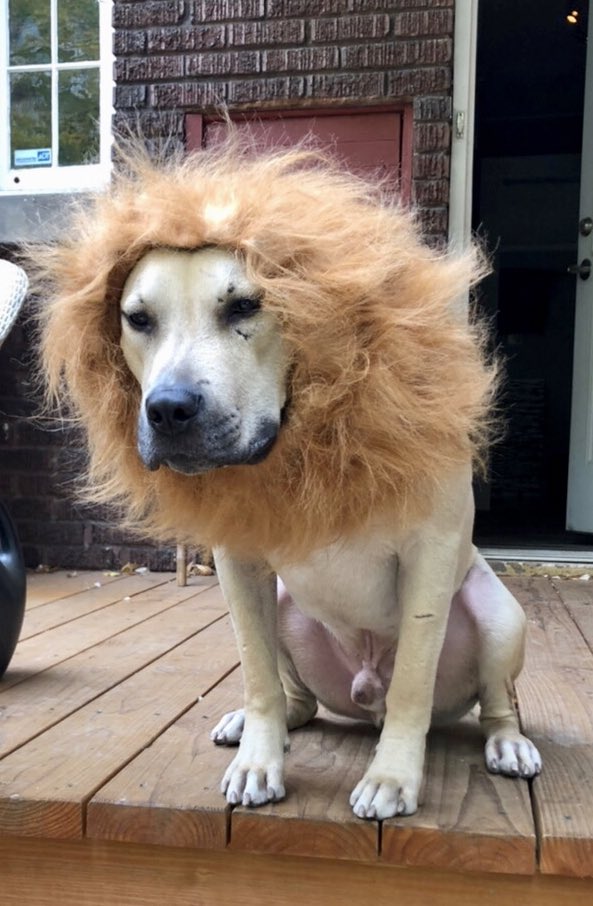 CCFPathRes's tweet photo. Our #pathpets are super excited for Halloween! Vote for your favorite in the comments #ccfpathres https://t.co/mQ6AkPus1o