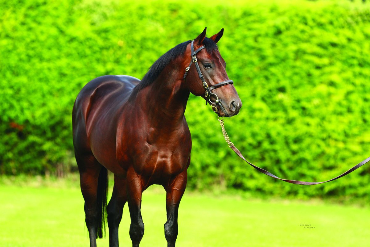 WhitsburyManor's tweet photo. ADAAY 2yo winner no. 22!
Mariance wins for @jportmanracing and @HotToTrotRacing to continue Adaay’s fine end to the season as the leading British sire of 2yo winners.
#AdaayToRemember https://t.co/6trAkN6k4R
