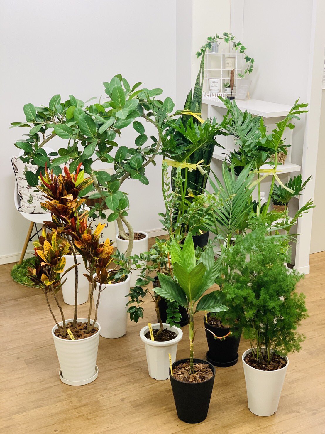 観葉植物のお店 E Ran 10月27日入荷の植物達ですϵ 8 ジャボチカバ サンスベリアゼラニカ チャメドレアテネラ ユスラヤシ セロームホープ アスパラガス マコワニー クロトン 5色広葉 ベンガレンシス ドラセナコンパクタ 観葉植物専門店e Ran T 観葉植物のお店 E Ran 10月27日入荷の植物達ですϵ 8 ジャボチカバ サンスベリアゼラニカ チャメドレアテネラ ユスラヤシ セロームホープ アスパラガス マコワニー クロトン 5色広葉 ベンガレンシス ドラセナコンパクタ 観葉植物専門店e Ran T