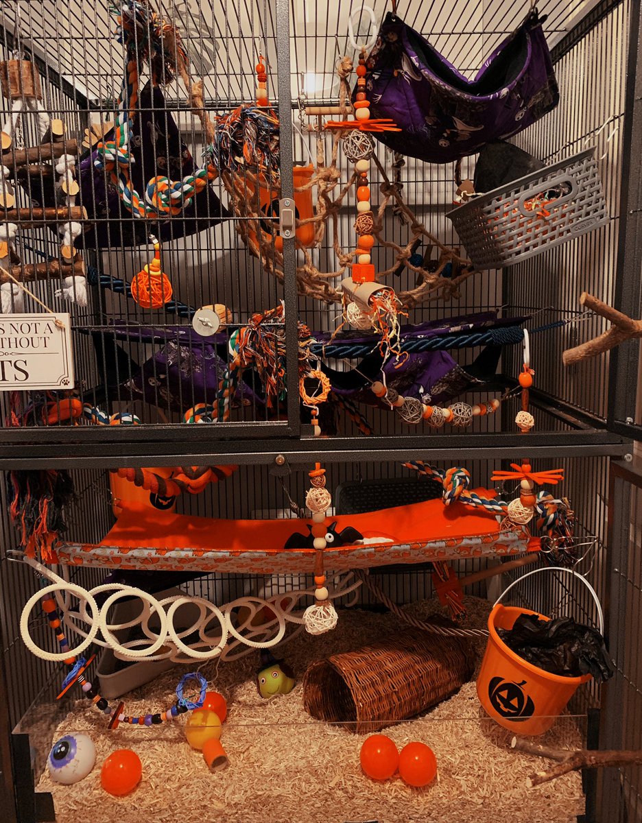 FSarahxlizx's tweet photo. Halloween in Ratty Kingdom 🐀🎃🖤 #rats #cagesetup #Halloween #petrats #ratsoftwitter https://t.co/7j0pEpFcxo