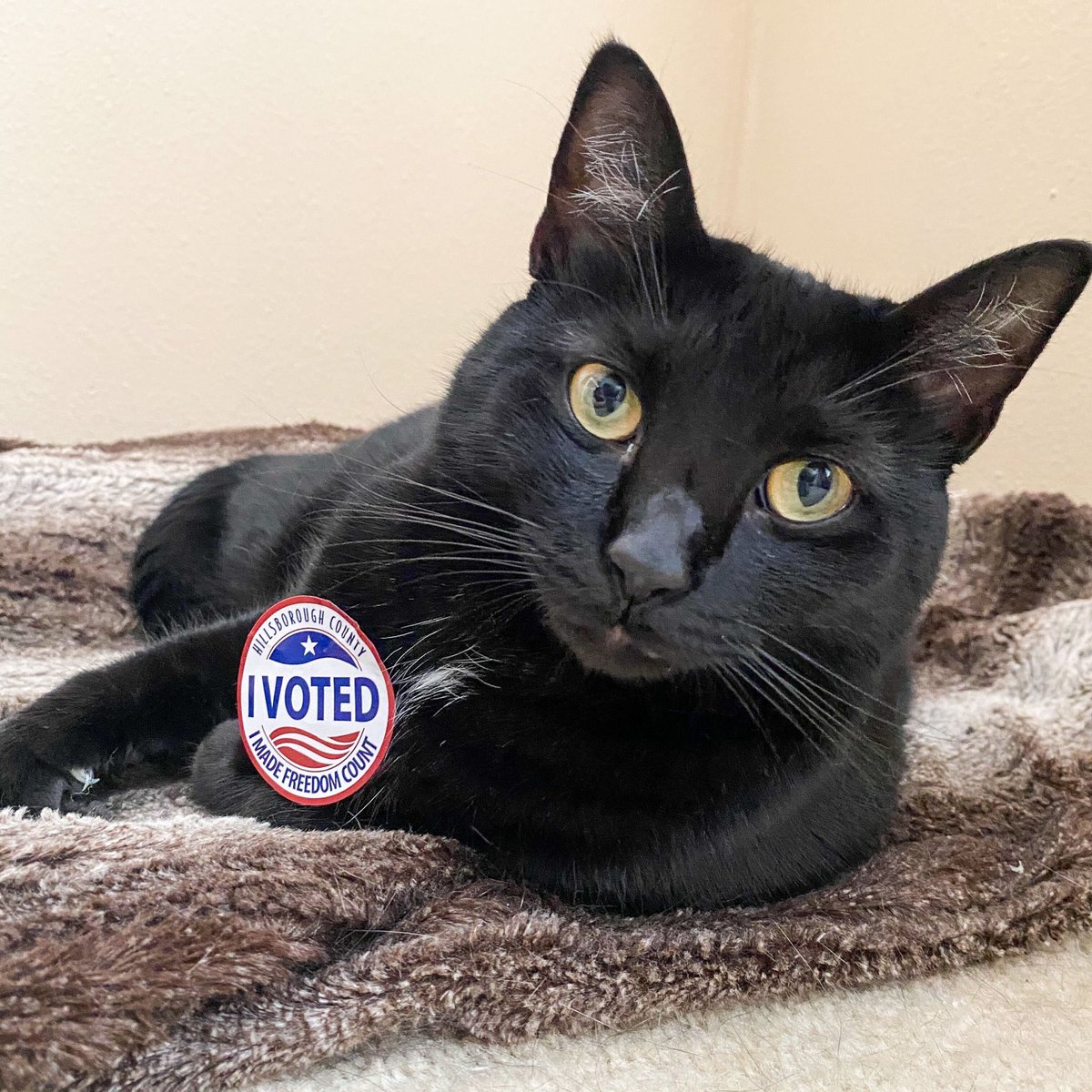 Meet  @TimesDan furiend, Abigail (2). She did not vote but loves the sticker.