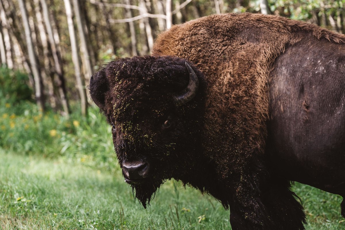 Plains bison, or the “buffalo” of the Wild West, once dominated the Great Plains in the millions and used to roam in herds of 10,000 or 100,000 or more. Identify them by their defined shaggy “cape”, long beard, and the large, bushy hairstyle on their heads. #indigenousAB #bison