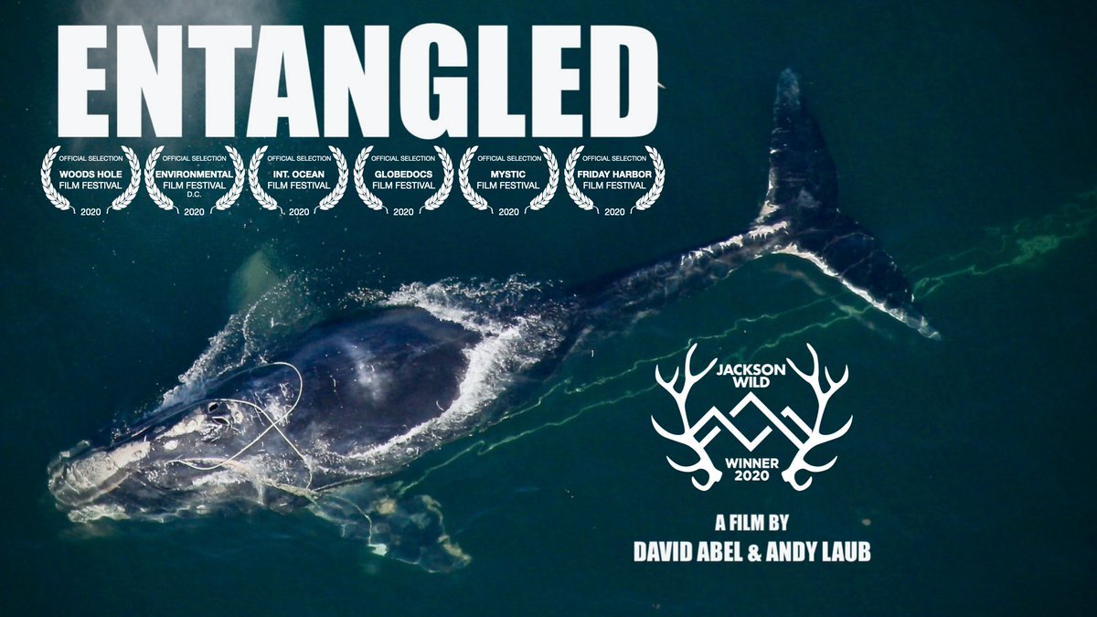 Join Pulitzer Center grantees <a href="/davabel/">David Abel</a> &amp; Andy Laub for a <a href="/dceff_org/">DC Environmental Film Festival</a> Nov 14 virtual screening of their documentary "Entangled," looking at efforts to protect North Atlantic right whales from extinction &amp; the impacts of those efforts on the lobster industry. bit.ly/3jE8N7H