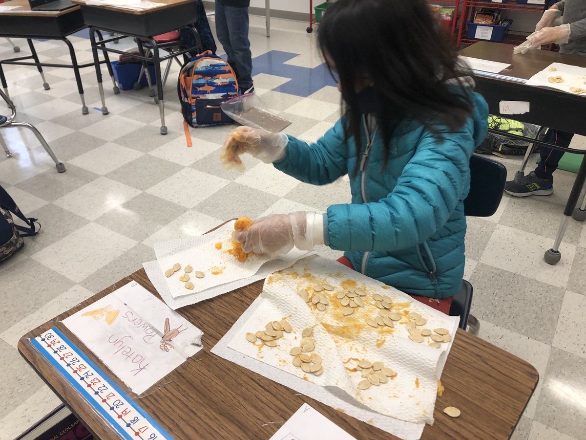 GloverSchool's tweet photo. How many seeds are in Ms Coates’ pumpkin? We are skip counting, estimating, streaming live into the classroom, and being matheMAGICIANS! https://t.co/5fJVzxSBiD