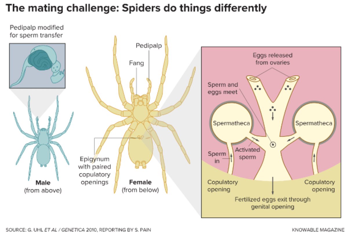 neville_park's tweet photo. There's also a nice spider genitals graphic 

(obligatory note that this is just a common model and there are other configurations) https://t.co/JIPwAZUbHe