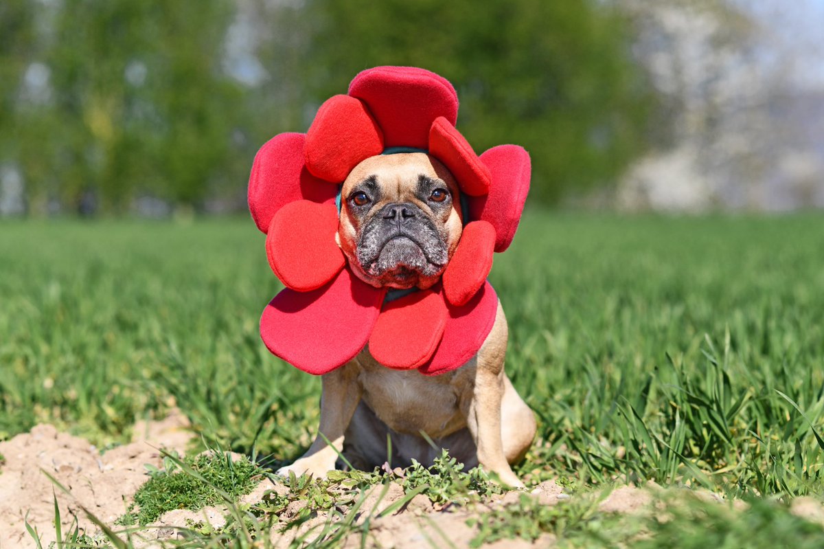 FairchildGarden's tweet photo. Paws on Parade is Today! Strut your stuff in our costume contest and enjoy an afternoon in paradise! Bring your humans in costume too! ๐ป ๐
.
Reserve your tickets now: https://t.co/rVyOeIJtS9
.
#dogsincostumes #dogdates #fairchildtropicalbotanicgarden #fairchildgarden https://t.co/K0uLryFyIA