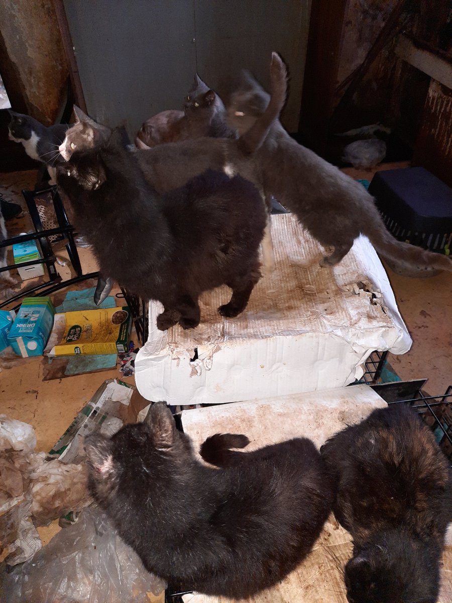 WildeWilfred's tweet photo. Vandaag 19 katten uit een zwaar vervuilde woning gehaald. Goede samenwerking RVO, dierenasiel Vlissingen en de dierenambulance Walcheren. Dank daarvoor!! Deze dieren gaan het beter krijgen. https://t.co/7J2RbhleX1