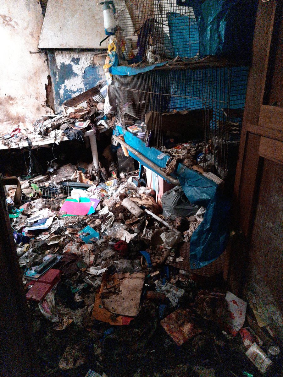 Vandaag 19 katten uit een zwaar vervuilde woning gehaald. Goede samenwerking RVO, dierenasiel Vlissingen en de dierenambulance Walcheren. Dank daarvoor!! Deze dieren gaan het beter krijgen.