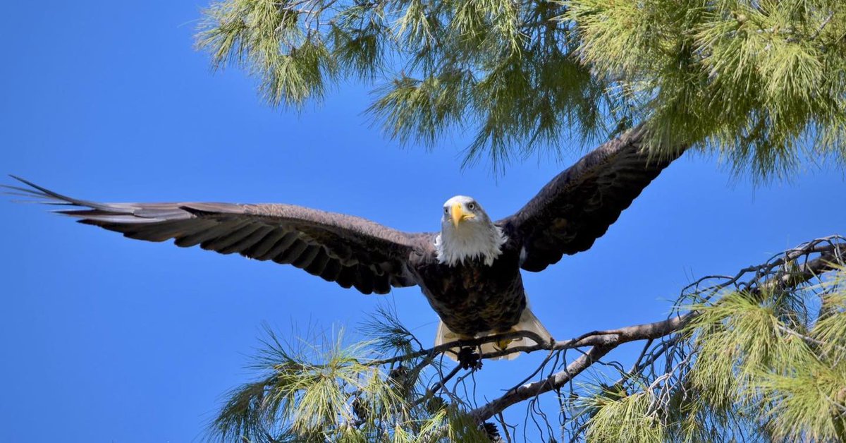 Next time you’re at Chaparral Park, look up in the pine trees and you might see this guy staring back at you! This eagle has been spotted several times. Have you seen this eagle at Chaparral Park? 🦅 #Scottsdale #ScottsdaleAZ

📸 Thank you Mark Koster for the incredible photos!