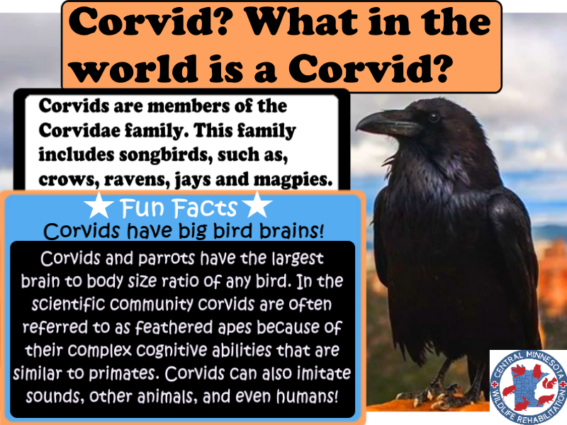 CtrlMNWildlife's tweet photo. Corvids are highly intelligent, inquisitive, and playful! Do you have a favorite Corvid story? Please share!

#Corvid #centralmnwildliferehab #crow #raven #jays https://t.co/9s1GWrbk3F