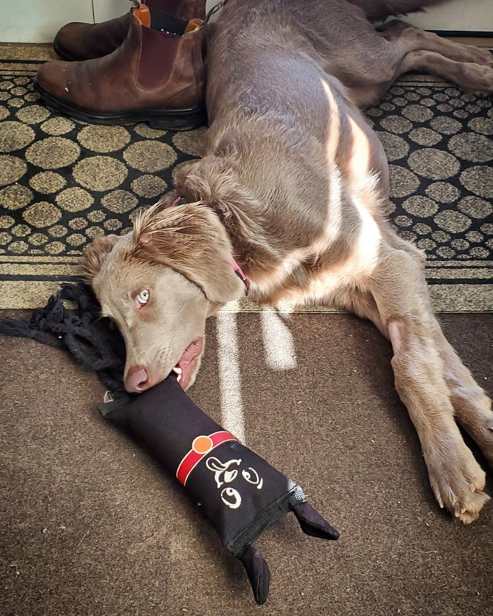 cederbergspeaks's tweet photo. Islay has been feeling a bit overlooked in my social feeds these last couple of weeks. She's requesting a bit more coverage or her chew toy will switch to the boots. #islayweim #weimproblems #lookatme #nomorebookstuffmom #attentionhound #cutethough https://t.co/8PNhK6NnZh
