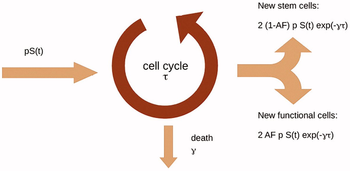 IntJRadBiol's tweet photo. Mathematical model of dynamics of cells after irradiation https://t.co/BlqBXoO0Vs 
#radiotherapy #radiobiology https://t.co/Xr0Ab592TM