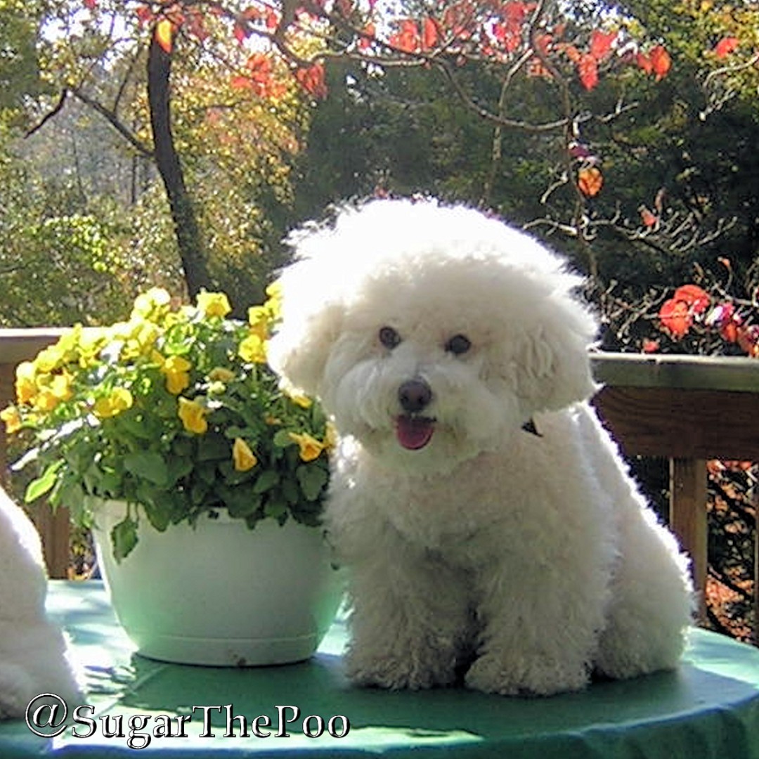 sugarthepoo's tweet photo. π #GoodMorning ! How do you like my #throwback to fluffier times? I'm making FLUFFIER my #WordOfTheDay ! π
#SugarThePoo #ilovespreadingsmiles #BeFluffy https://t.co/yxEdH2wZBS