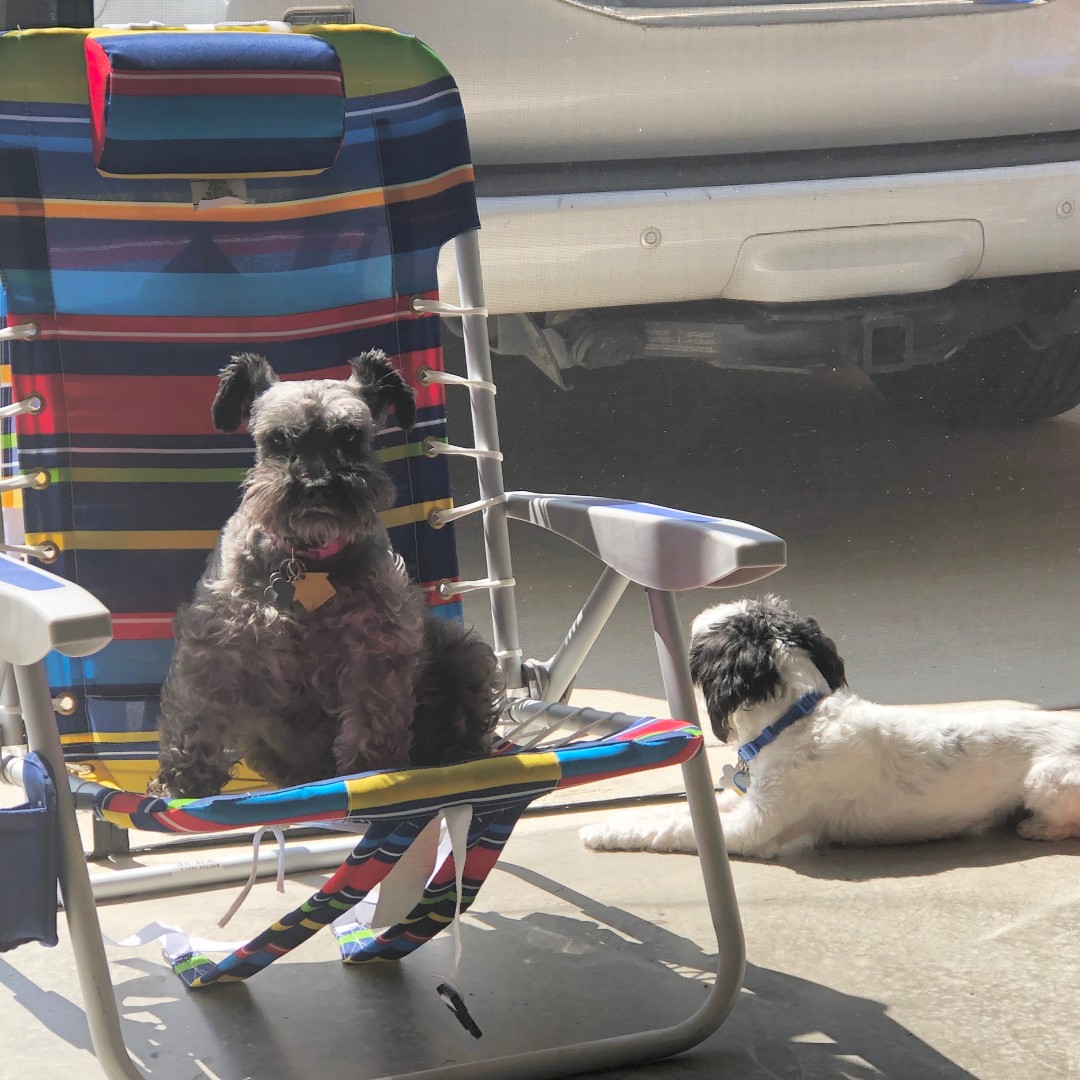 PawsomePK's tweet photo. #ThankfulThursday I'm thankful for my two shadow buddies, Snow (in the chair) and Asher (always standing guard).💙🐶🐾💙🐶🐾

#pawsompamperkit #dogtreats #dogsofinstagram #dog #healthydogtreats #doglover #naturaldogtreats   #homemadedogtreats #adoptdontshop #happydog #ilovemydog https://t.co/MZwIrI04QE