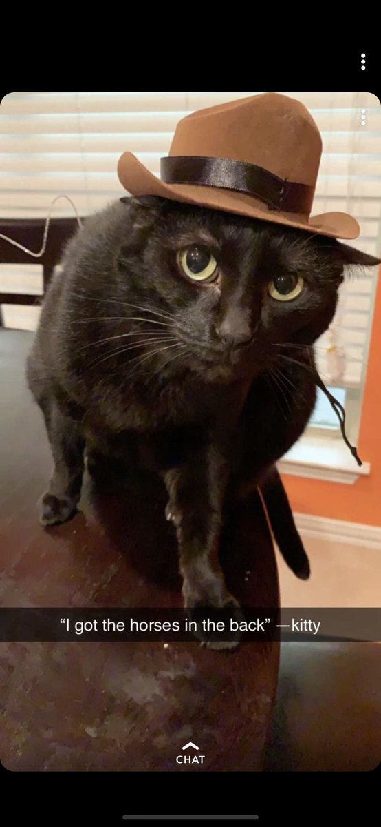 jesslinzay's tweet photo. Kitty heard it was #NationalCatDay ๐ฑ #BlackCats #CountryKitty https://t.co/uE36Cqi7Vl