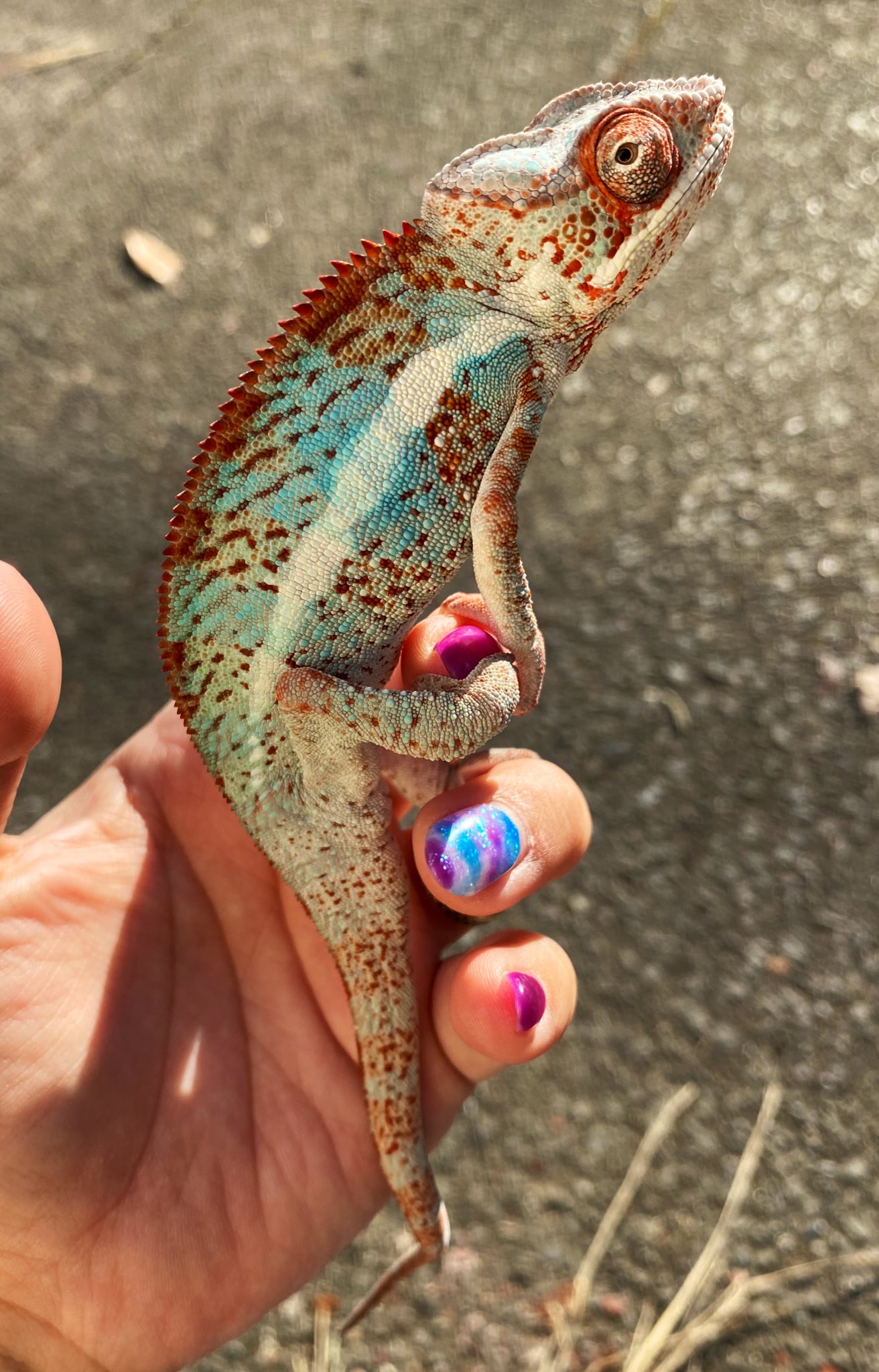 ট ইট র Reptilekingdom レプキン 今日の可愛いちゃん パンサーカメレオンという生き物 T Co 225usafexb ট ইট র ট ইট র Reptilekingdom レプキン 今日の可愛いちゃん パンサーカメレオンという生き物 T Co 225usafexb ট ইট র