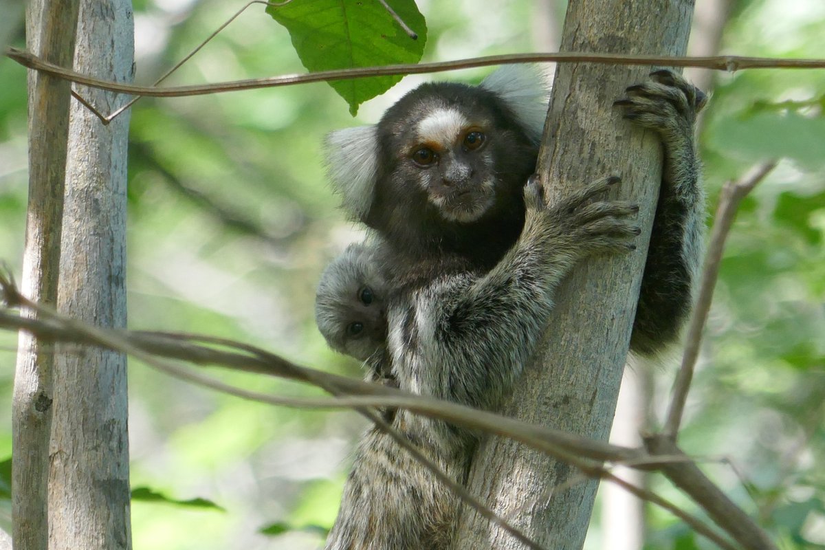 samingokcekus's tweet photo. Had the pleasure of hearing all about @rkbruegger’s amazing PhD work @UZH_en exploring #cooperation #socialevaluation and #vigilance using novel experimental paradigms in combination with #thermography. She’s a great mentor and (bonus!) works with the adorable common marmosets🐒 https://t.co/ArGRiYZDLg