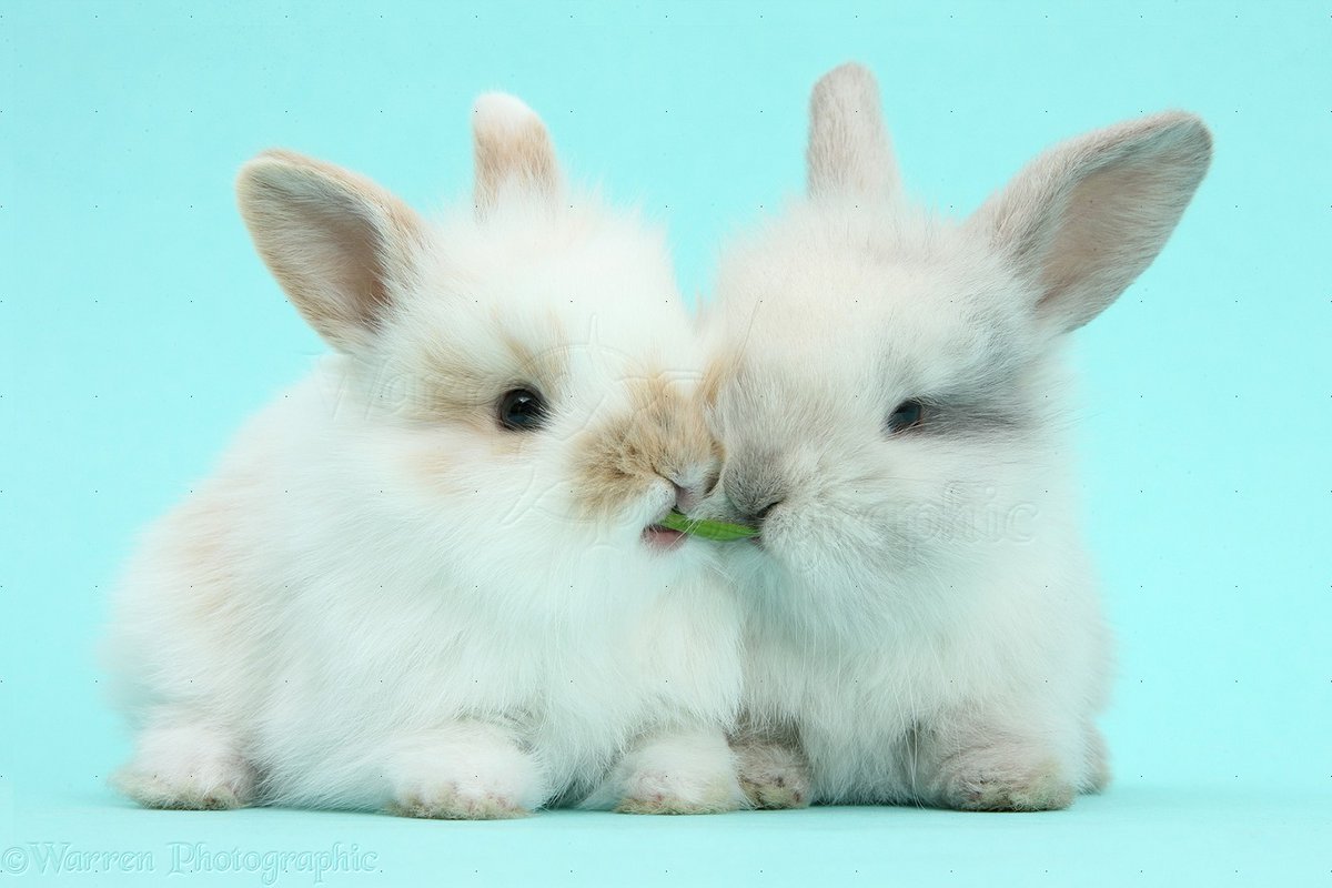 cute baby bunnies . A thread