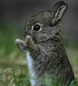 cute baby bunnies . A thread