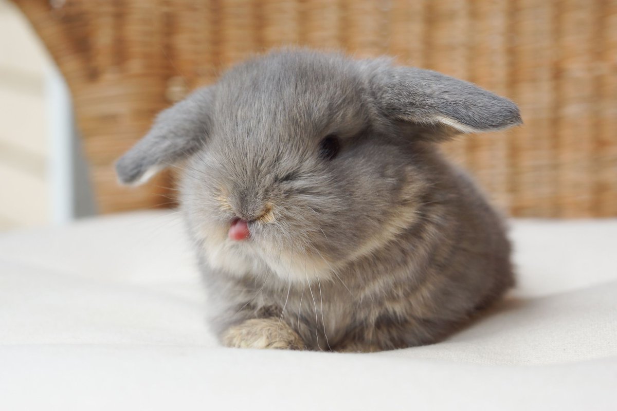 cute baby bunnies . A thread