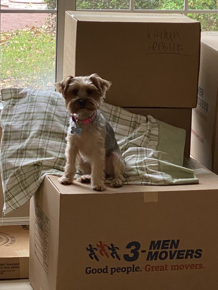 JediYorkies's tweet photo. She is always watching her territory - even if she is dog tired 🤣🤣❤️ https://t.co/i6BAdi8RWS