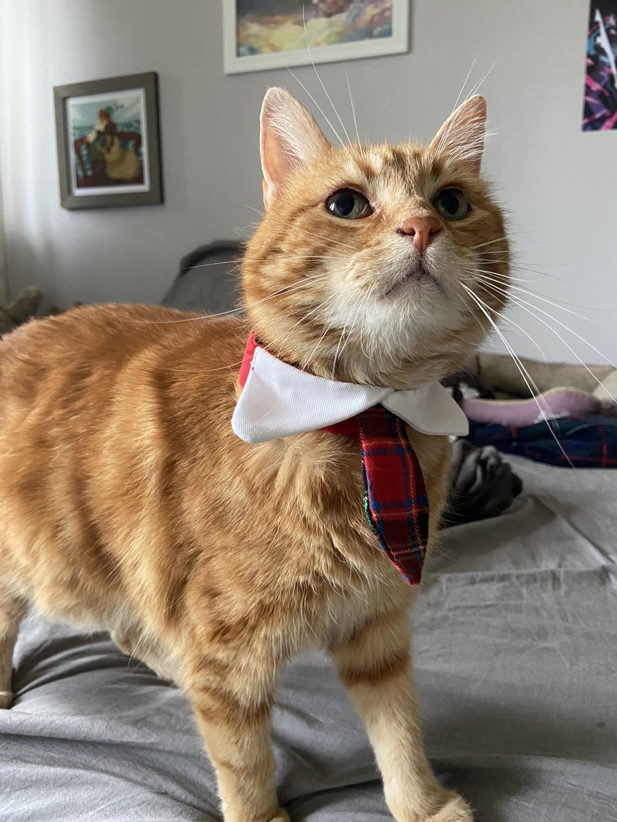 the pet store didn’t have halloween costumes anymore but they had this! and we always joke finnian is a business man so it works perfectly