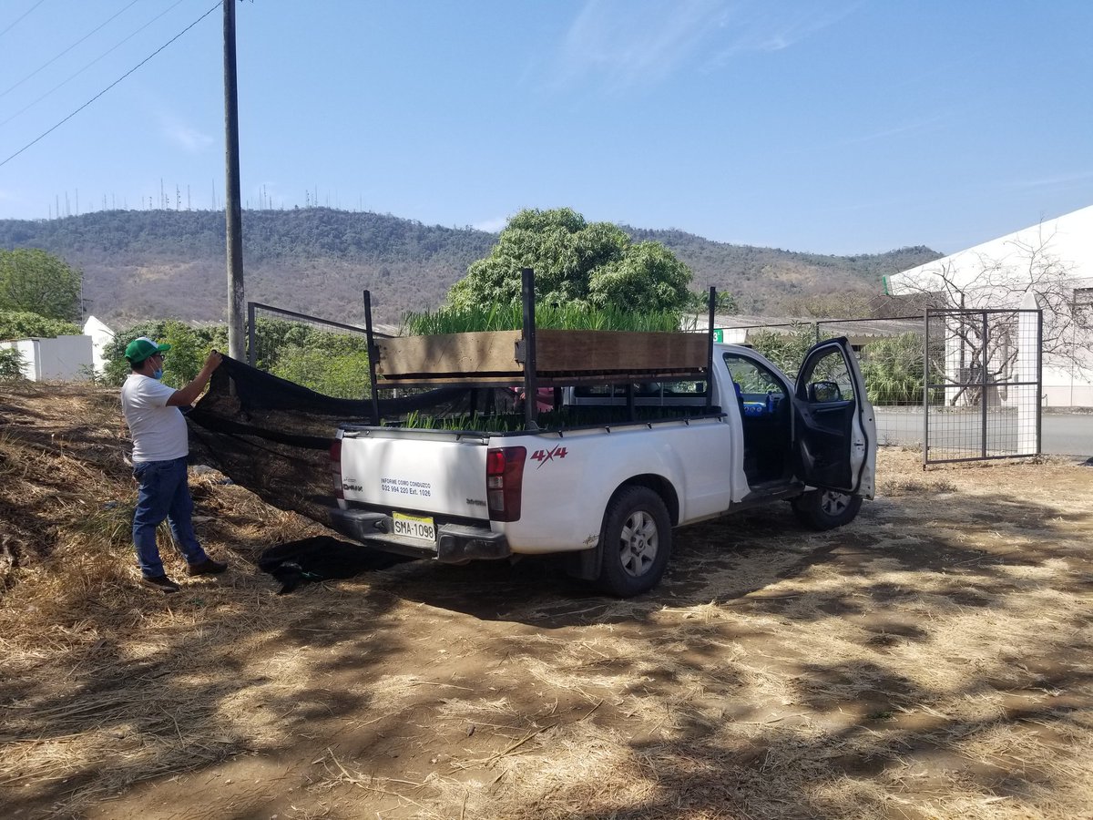 edusancheztimm's tweet photo. Hoy en el aniversario de @espol , que mejor forma de honrar nuestra institución que trabajando! Hoy otra entrega exitosa al @GoberPastaza de plantas de caña de azucar. Siempre orgulloso del equipo de cultivo de tejidos del @cibe_espol https://t.co/lH9YEW3yq1