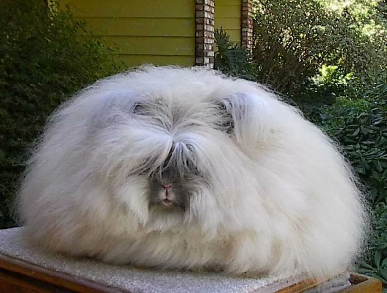 cheddarbunnie's tweet photo. would u pet them https://t.co/QIFKsmeqrK